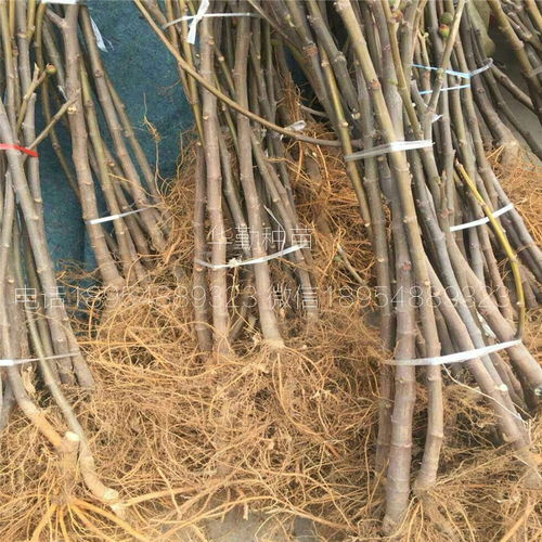 早黄无花果树苗,品种纯正,