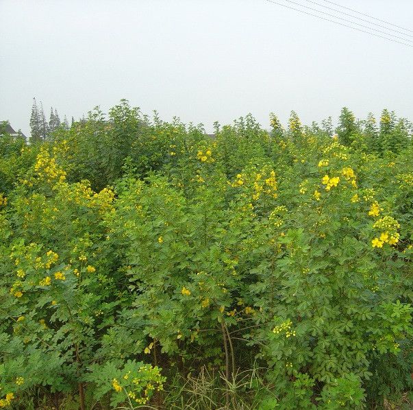 特价供应决明子种子 决明子种植方法 绿化苗木种子批发