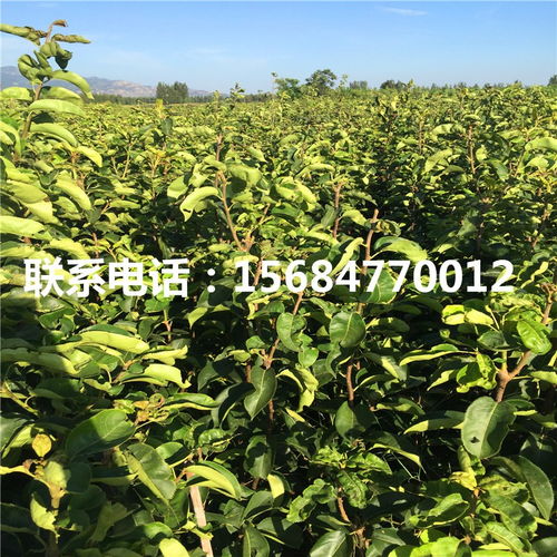 黄冠梨树苗 黄冠梨树苗基地