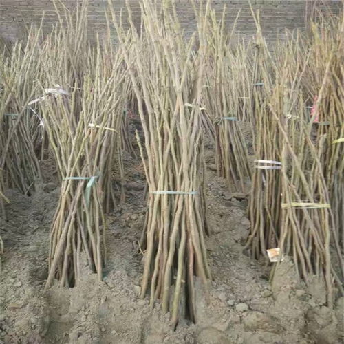 【基地直销紫果无花果树苗多少钱一棵】- 