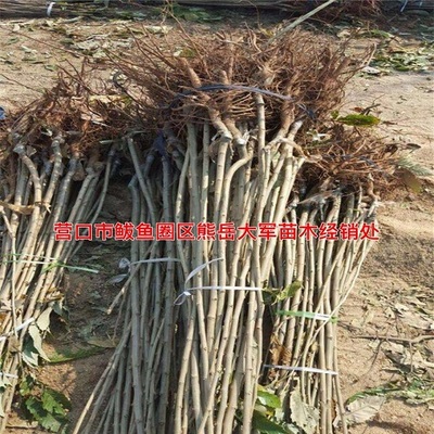 钦州出售板栗苗油栗苗当年苗诚信商家