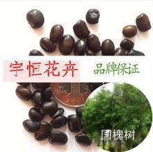 【国槐树种子】最新最全国槐树种子 产品参考信息