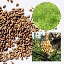 【马尾松种子】最新最全马尾松种子 产品参考信息