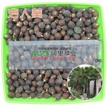 【棕榈树种子】最新最全棕榈树种子 产品参考信息