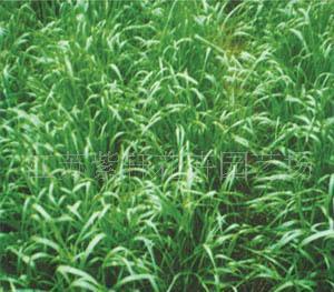 【牧草种子墨西哥玉米、俄罗斯饲料菜】价格_厂家_图片 -