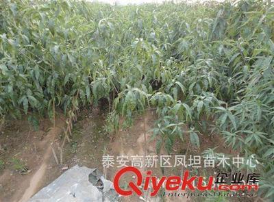 全国最低价供应优质桃树嫁接苗-中油5号-泰安高新区凤坦苗木中心提供全国最低价供应优质桃树嫁接苗-中油5号的相关介绍、产品、服务、图片、价格泰安高新区凤坦苗木中心、果树苗;绿化苗;占地苗;果树苗;绿化苗;各种种子