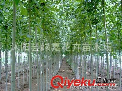 公司直销 楸树种子 梓桐 金丝楸 花卉种子保质保量-沭阳县绿嘉花卉苗木场提供公司直销 楸树种子 梓桐 金丝楸 花卉种子保质保量的相关介绍、产品、服务、图片、价格沭阳县绿嘉花卉苗木场、苗木种子;绿化苗木;园艺用品