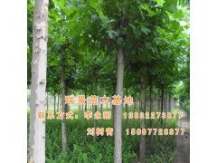 河北瑞景苗木基地供应各种法桐,价格合理 中贸网