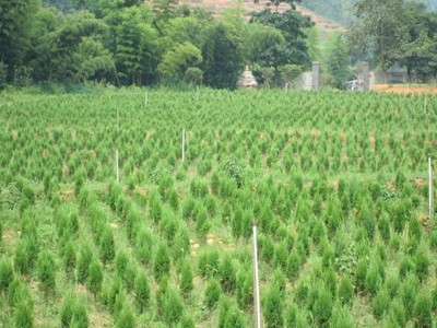 乔木-【大福源园林】基地直销大量优质蜀桧苗木 种子-乔木尽在阿里巴巴-宿迁市大福.