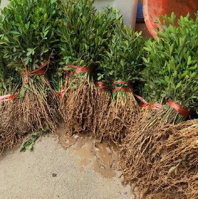 沃田苗木 枳壳种子批发价格 广西积壳种子直供图片_高清图_细节图