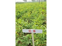矮化核桃苗供应|林木种子|绿化苗木|供应信息|597苗木网