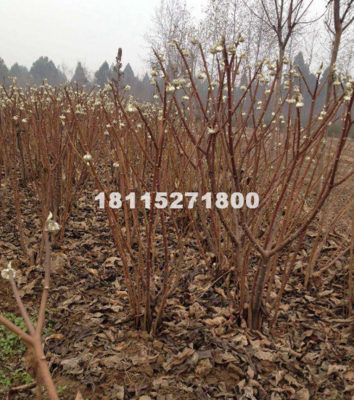 【供应40-200公分高优质结香价格2.2元。供应|绿化苗木、绿化工程;草坪种子、小苗江苏顶好绿化苗木场商铺