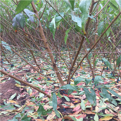 8公分桃树苗 8公分桃树苗出售基地_泰安开发区忠民苗木中心 - 商国互联网