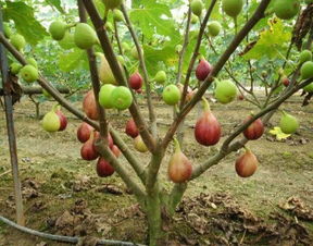 家里庭院如有空地,种几颗这样的树苗,长大了子孙后辈会受益无穷