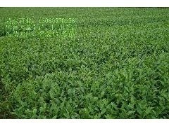 天津茶苗、天津茶树苗、天津茶苗|林木种子|绿化苗木|供应信息|597苗木网