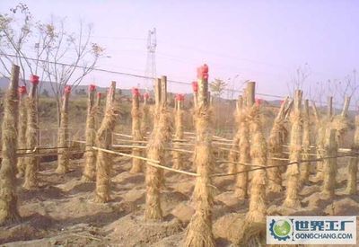 河北遵化红星苗木公司_世界工厂网全球企业库