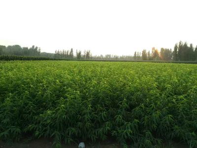 邢台桃树苗一亩多少棵耕鑫苗木