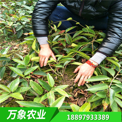 黑老虎布福娜苗 万象农业 种子 苗木