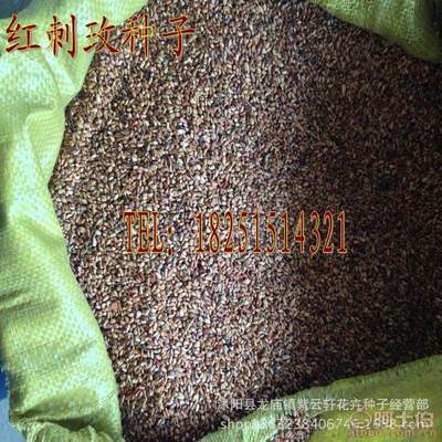 【红刺玫种子粉刺玫种子粉团蔷薇绿化苗木种子优质实拍30元/斤】沭阳县龙庙镇紫云轩花卉种子经营部 - 产品库