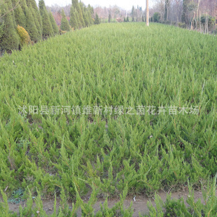 乔木-供应各种苗木 种苗 种子 基地直销优质 小龙柏树苗-乔木尽在阿里巴巴-沭阳.