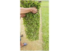 郴州市苏仙区湘绿草皮苗木基地产品展示