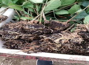 泰安高新区旺运苗木中心 热卖促销 阿土伯网