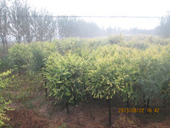 保质又保量的大型苗木基地-华北奥森苗木基地!|林木种子|绿化苗木|供应信息|597苗木网