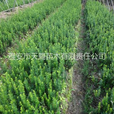 供应用于红豆杉苗木的成都温江崇州曼地亚红豆杉小苗批发_曼地亚红豆杉|红豆杉厂家价格_雅安市天赐苗木有限责任公司_一呼百应网