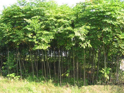 胸径5公分香花槐-5公分栾树-6公分法桐-7公分国槐-合欢|林木种子|绿化苗木|供应信息|597苗木网