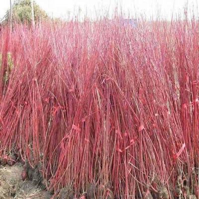 [红瑞木种子批发]江苏宿迁沭阳县红瑞木种子 55.00元/斤销售 _ 一亩田