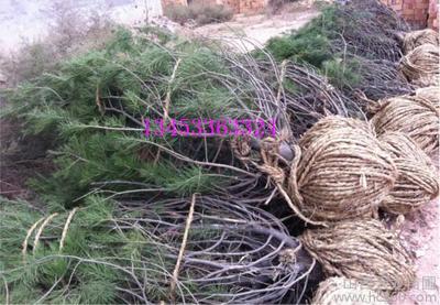 供应苗木种子金丝垂柳漳河柳 国槐 法桐白皮松图片_高清图_细节图-山西天龙苗圃