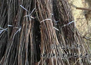 泉州放心的油蟠九号桃树苗