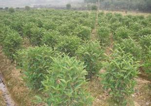 绿化苗木乔木花卉种子无刺狗骨_农副产品_世界工厂网中国产品信息库