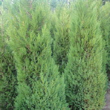 大五星枇杷树苗价格 大五星枇杷树苗批发 大五星枇杷树苗厂家 