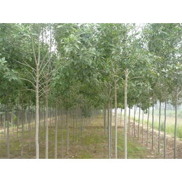苗木、泰安苗木基地、平盛苗圃_水果种子种苗_第一枪