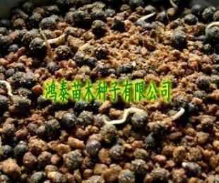 栾树种子价格_农副产品_世界工厂网