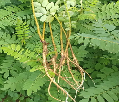 紫穗槐 辉达苗木专注质量 紫穗槐收购