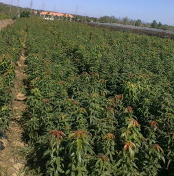 黄河苗木 山东绿化树种的优质选择