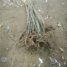 种子与苗木 现代农业的绿色基石