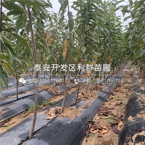 矮化吉塞拉樱桃苗 高效种植与批发基地全解析