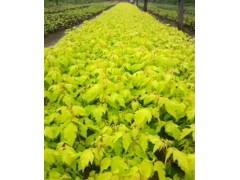 培养山东美国红枫优美花冠的专业修剪技巧