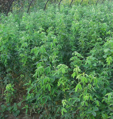 2017年苏格兰金链树苗木价格与种植指南