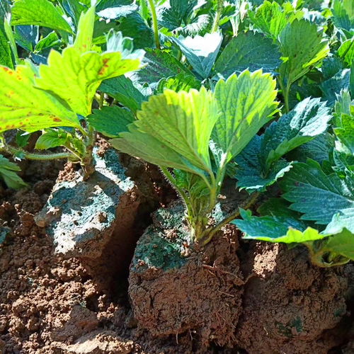 脱毒2代圣诞红草莓苗 优质品种与批发指南