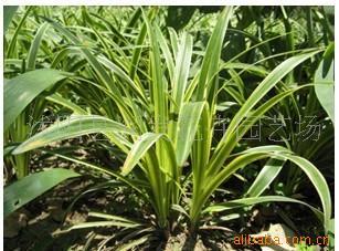 金边麦冬 多功能观赏苗木与种子的种植与养护指南