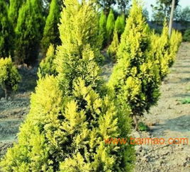 甘肃针叶类苗木与兰州园林绿化苗木供应解析