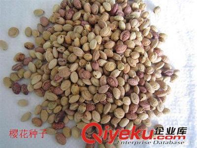 供应花卉种子与桧柏种子 沭阳县德盛桂花种植园的优质产品与服务