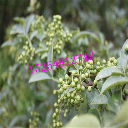 哪里有便宜的花椒苗？大红袍花椒苗基地及一级花椒货源指南