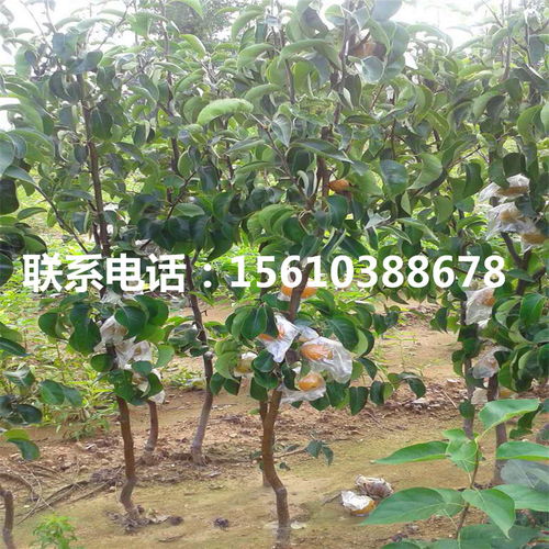 阿巴特梨树苗批发指南 优选渠道与购买建议
