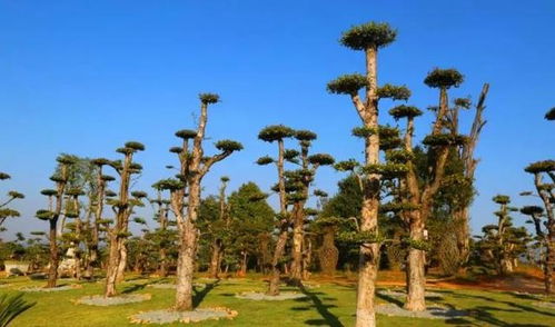 绿色周巷 从苗木产业到风景经济的转型之路