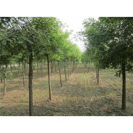 泰安苗木基地领航林木种苗产业——平盛苗圃的质量与创新